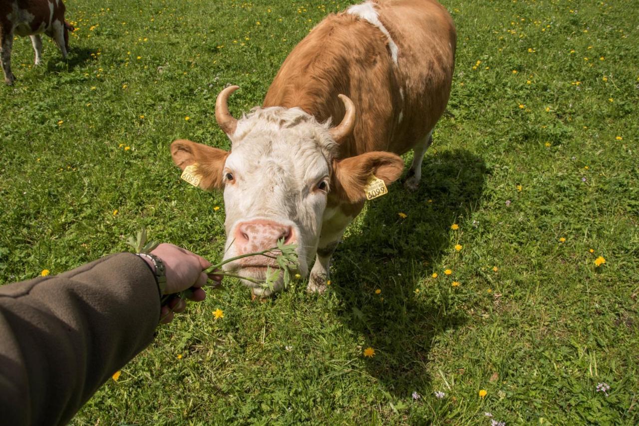 Schutzenbach Backpackers For Adults 18-34 Years Only * Lauterbrunnen